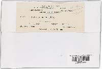 Microbotryum anomalum image