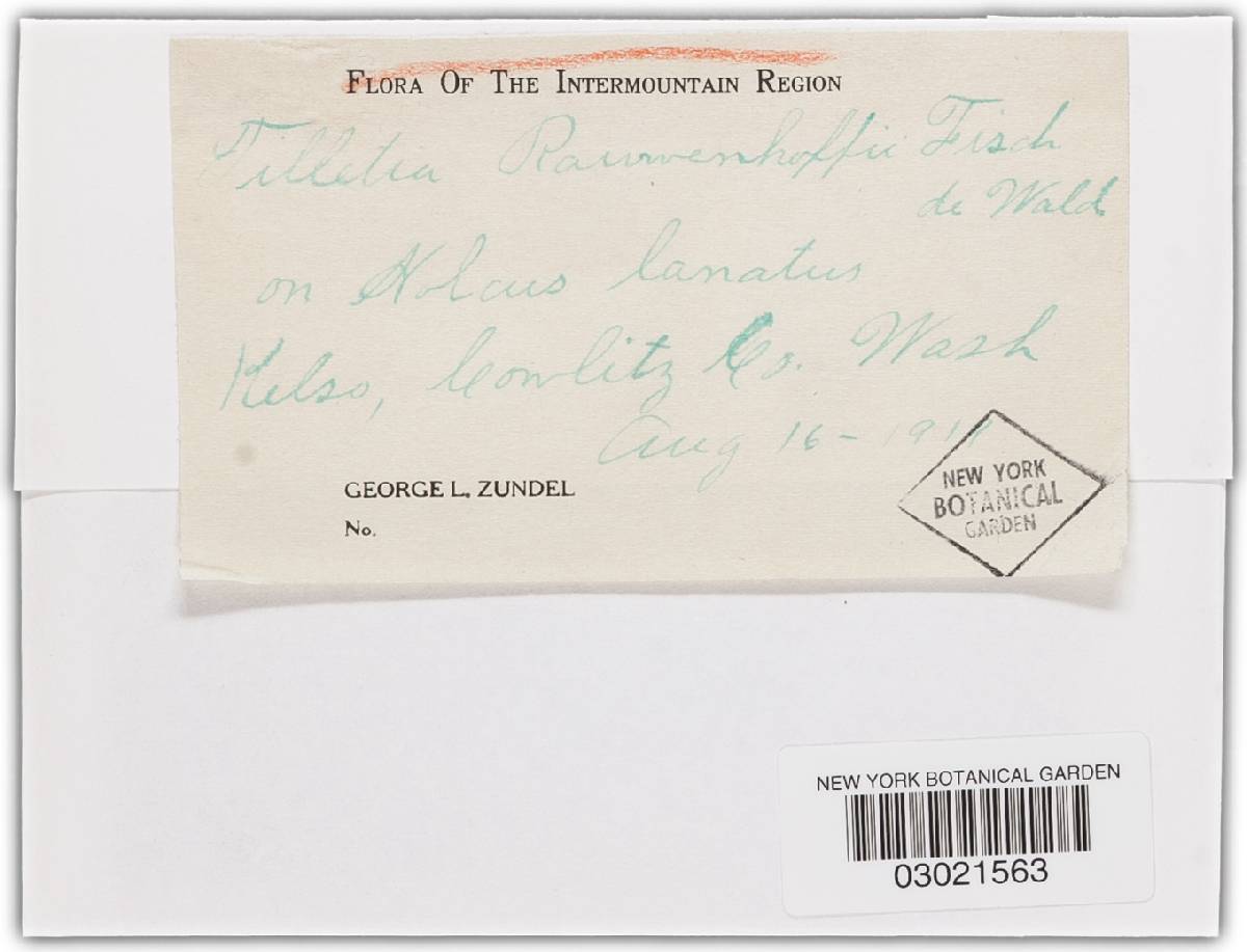 Tilletia holci image