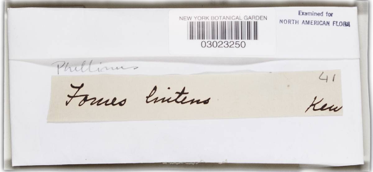 Phellinus linteus image