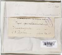 Phellinus linteus image