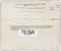 Phellinus conchatus image