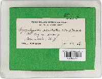 Phellinus conchatus image