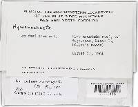 Hymenochaete corrugata image