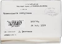 Hymenochaete rubiginosa image