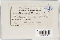 Pseudochaete tabacina image