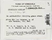 Media resource of Resupinatus graminum