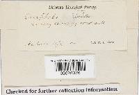 Rickenella fibula image