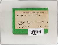 Ganoderma lucidum image