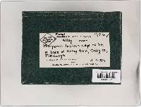 Ganoderma lucidum image