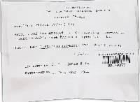 Phellinus gilvus image