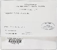 Phellinus gilvus image