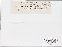 Thumbnail image of current specimen