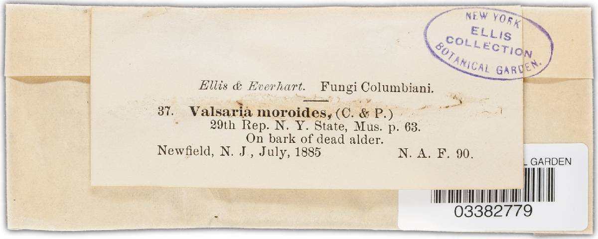 Diatrype moroides image
