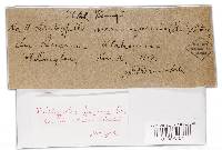 Diatrypella favacea image