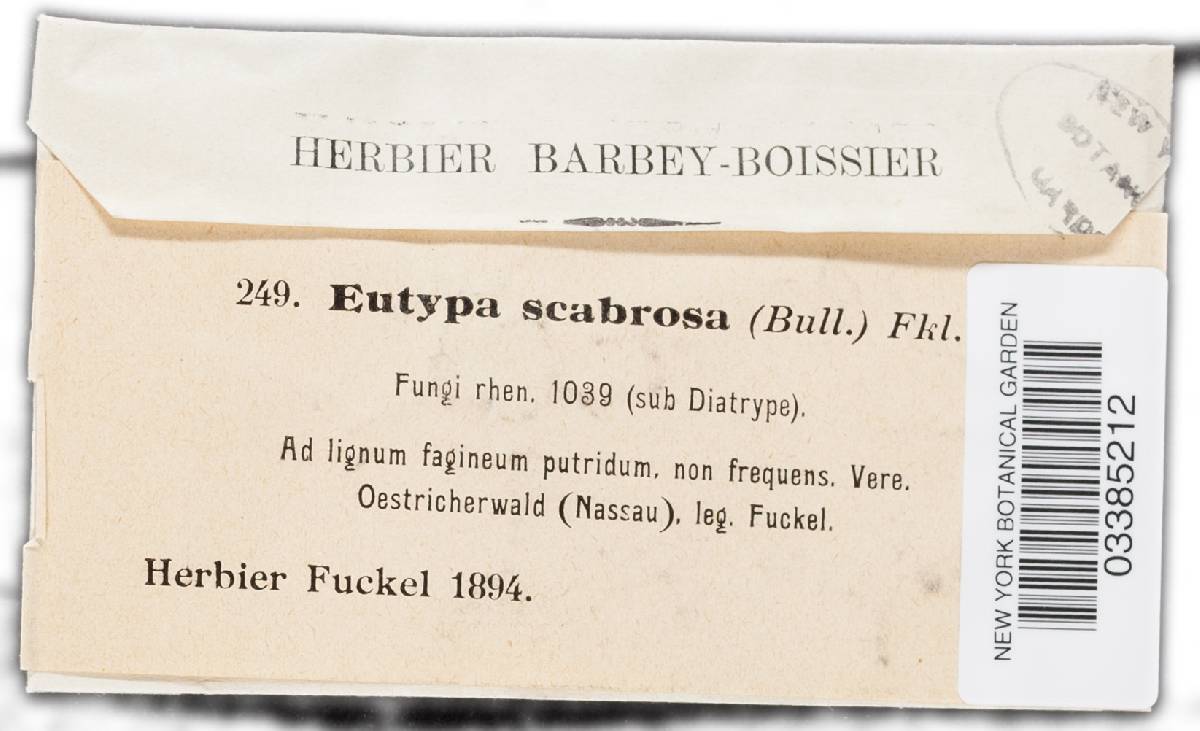 Eutypa scabrosa image
