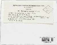 Phyllachora epicampis image