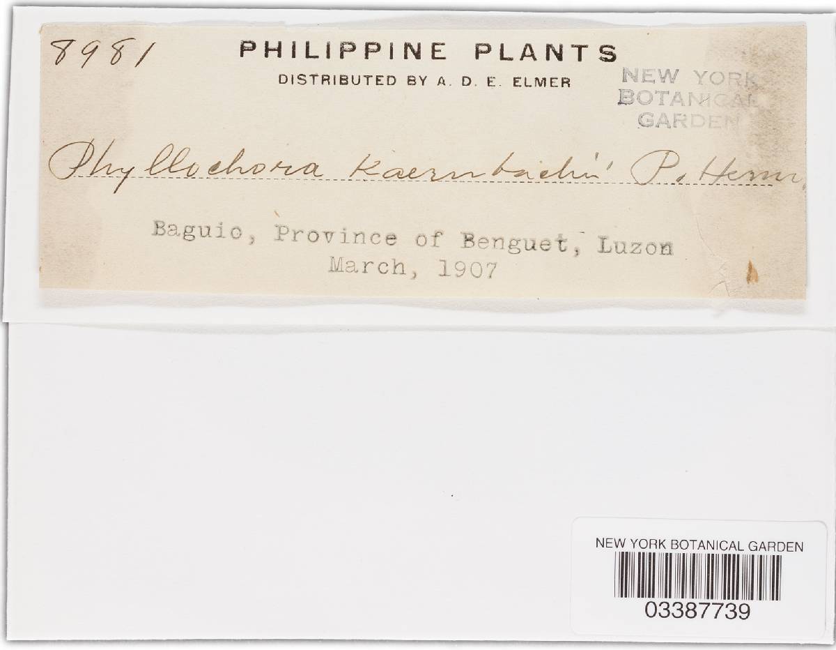 Phyllachora kaernbachii image