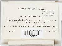 Jattaea cornina image