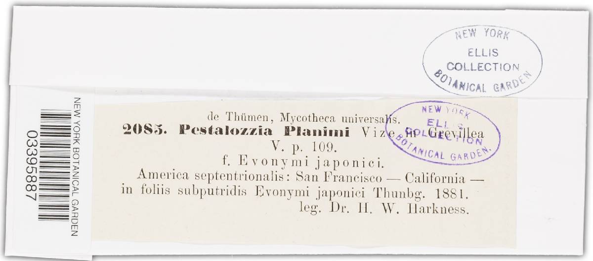 Pestalotia planimi image