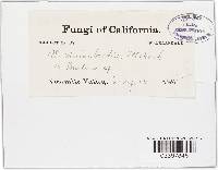 Uromyces brodiaeae image