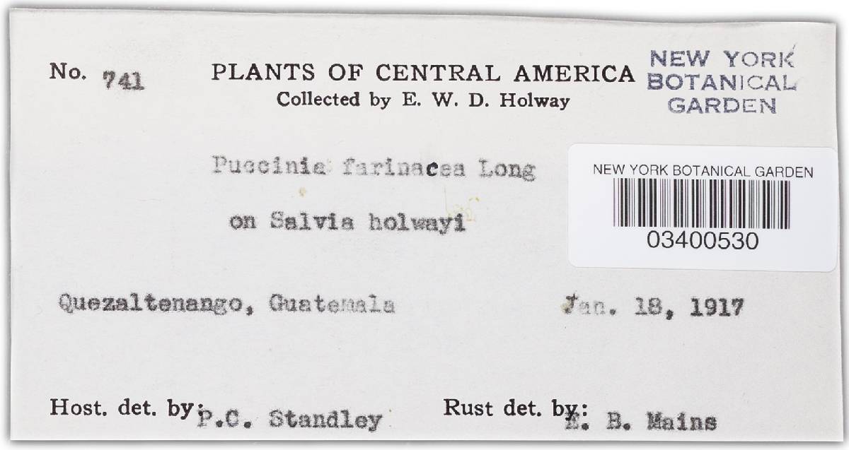 Puccinia farinacea var. constricta image