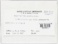 Puccinia helianthellae image