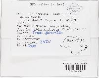 Orbilia xanthostigma image