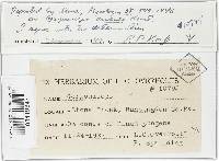 Gorgoniceps aridula image