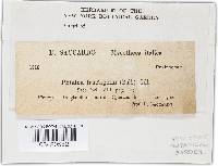 Hymenoscyphus fructigenus image