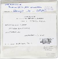 Hymenoscyphus fructigenus image