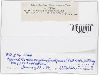 Hymenoscyphus fructigenus image