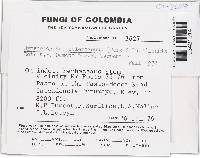 Thumbnail image of current specimen