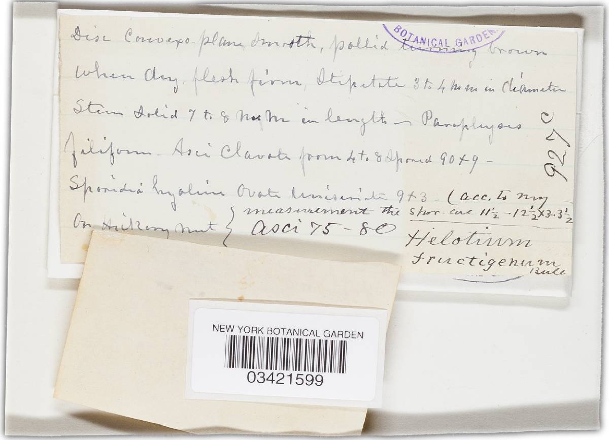 Cudoniella clavus image