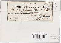 Hyalopeziza millepunctata image