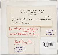 Media resource of Unguiculella eurotioides