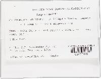 Chloroscypha chloromela image