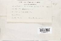 Chloroscypha chloromela image