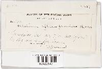 Chloroscypha chloromela image