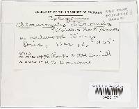 Chloroscypha chloromela image