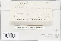 Chlorociboria aeruginascens image