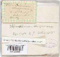 Chlorociboria aeruginosa image