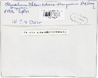 Chlorociboria aeruginosa image