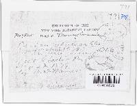 Tatraea macrospora image