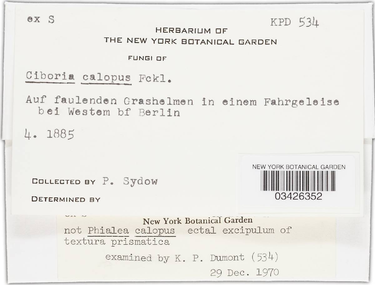 Rutstroemia calopus image