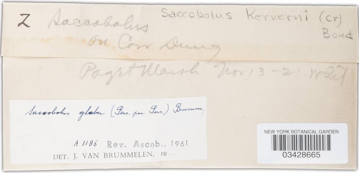 Saccobolus glaber image