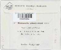 Humaria pinetorum image