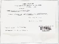 Media resource of Lamprospora tuberculatella