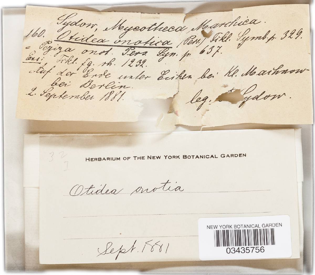 Otidea leporina image