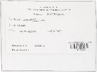 Cheilymenia theleboloides image