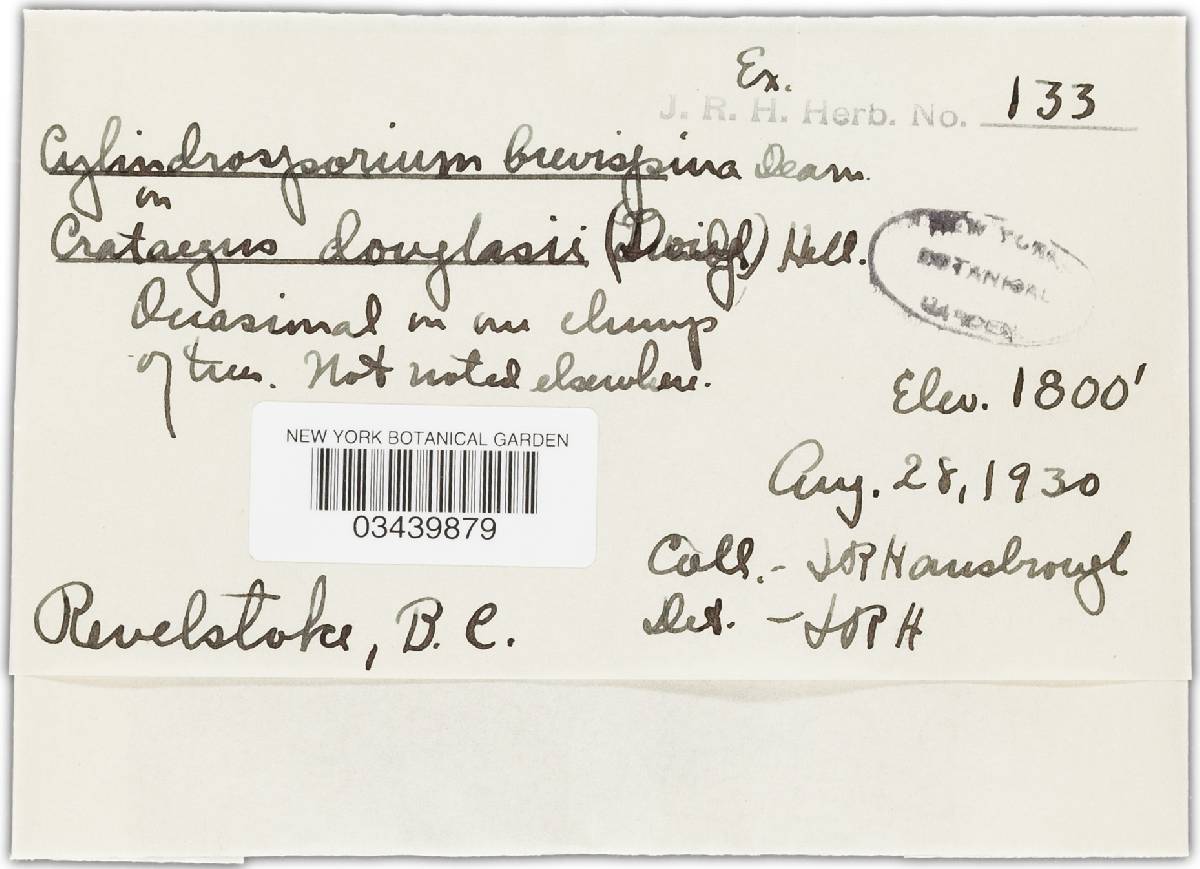 Cylindrosporium brevispinum image